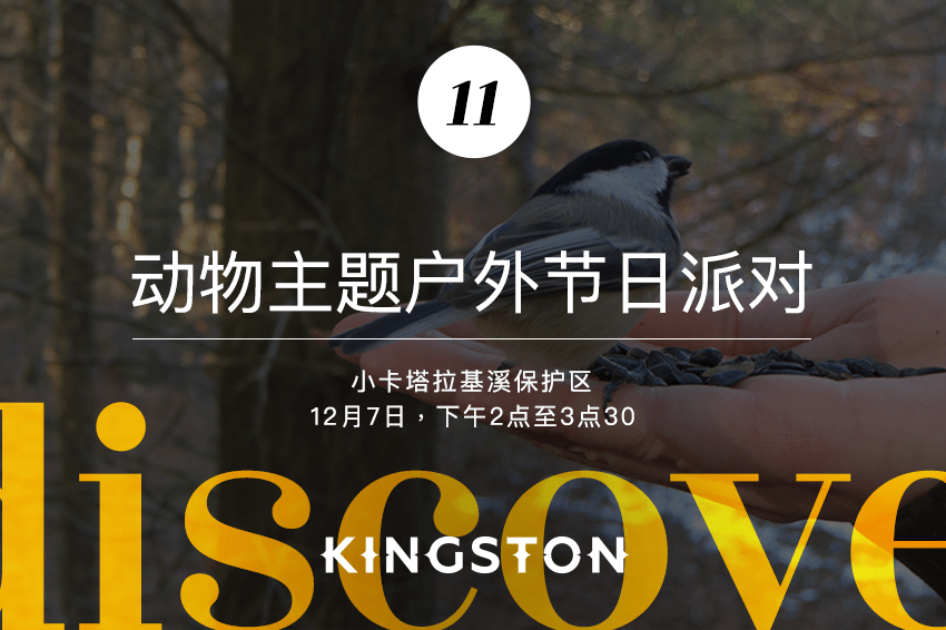 11. 动物主题户外节日派对
